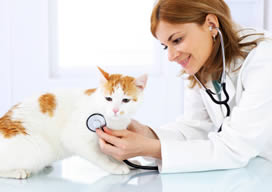 Overall Feline Health